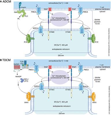 T cell Ca2+ microdomains through the lens of computational modeling
